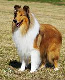 Collie Rough AF036D-028